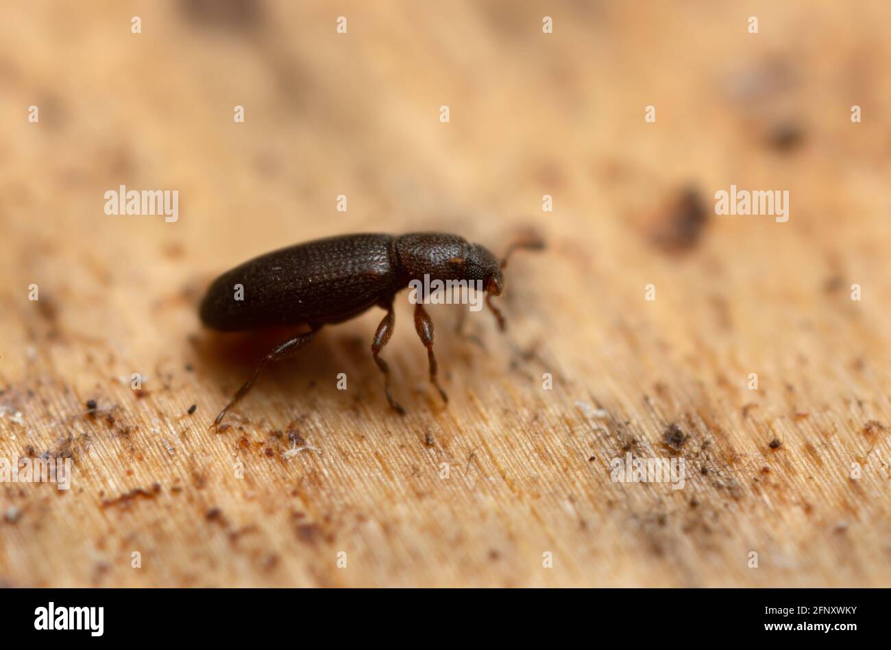 Minute brown scavenger beetle, Corticaria on wood Stock Photo