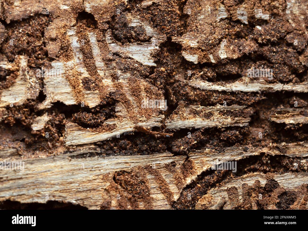 Larval tunnels in fir bark after the european spruce bark beetle, Ips typographus. This beetle can be a pest on coniferous woods. Stock Photo