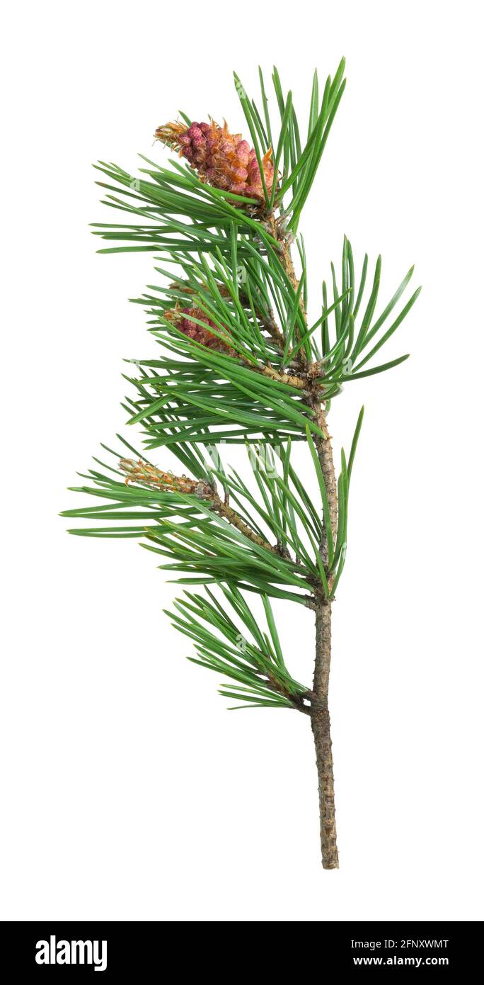 Blooming pine isolated on white background Stock Photo