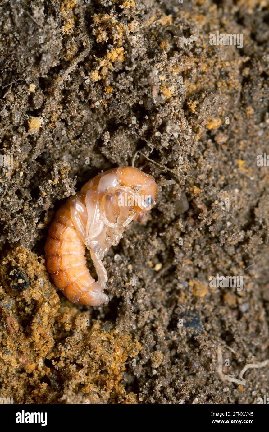 Soldier beetle, Cantharidae pupa in mould Stock Photo Alamy