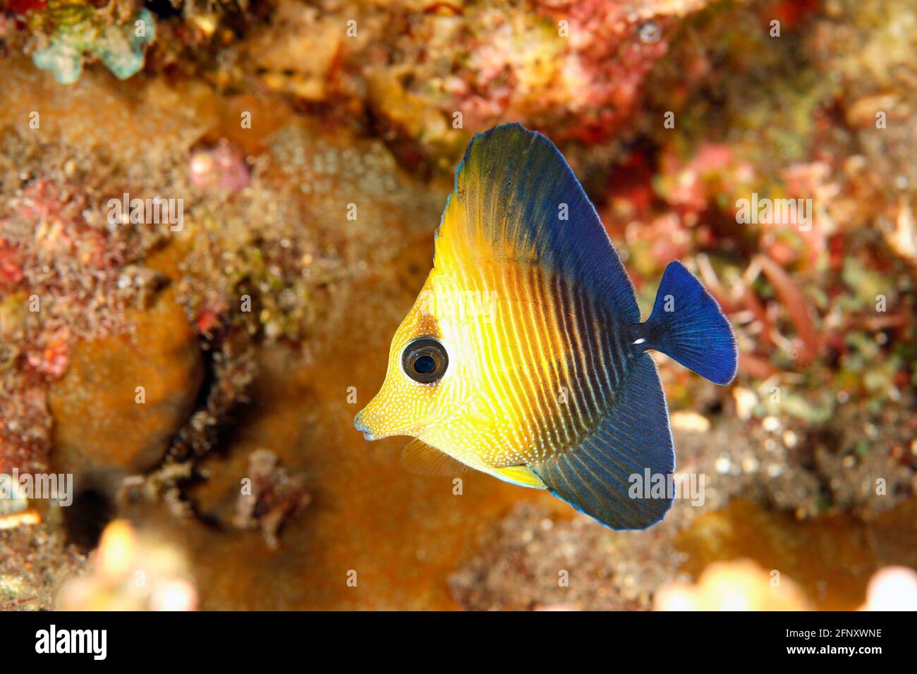 Juvenile Brushtail Tang, Zebrasoma scopas. Also known as Brown Tang, Twotone Tang, Blue-lined Tang and Scopas Tang. Tulamben, Bali, Indonesia. Bali Se Stock Photo