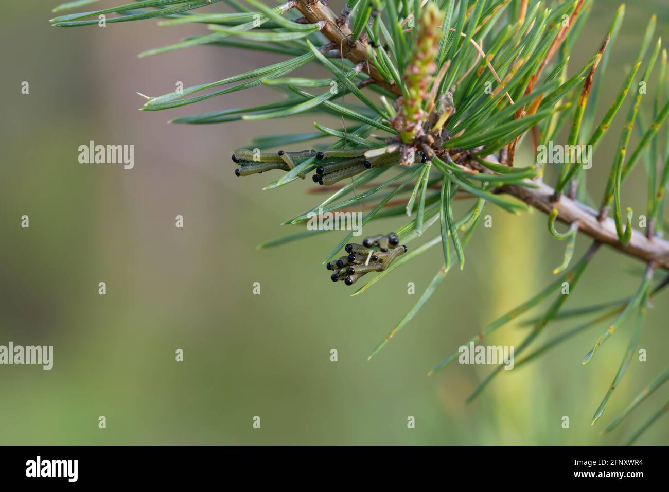 Neodiprion sertifer, european pine sawfly larvae on pine twig Stock Photo