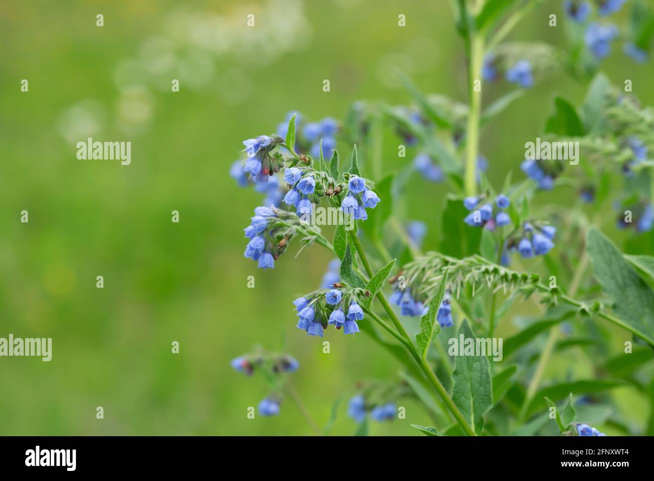 Photo of a blooming comfrey Stock Photo