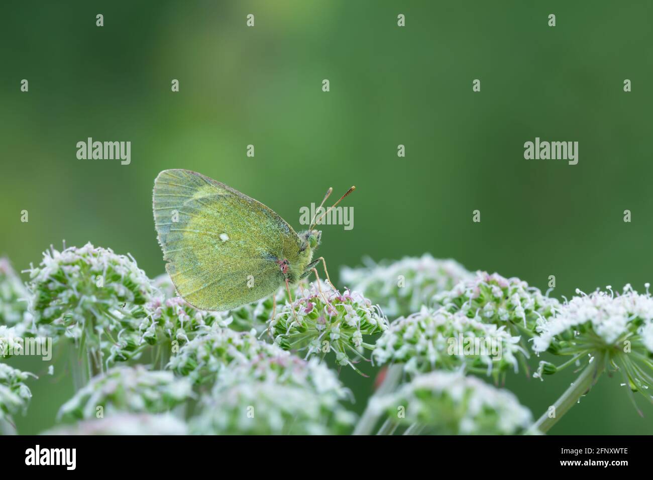 Moorland clouded yellow, Colias palaeno resting on flower Stock Photo