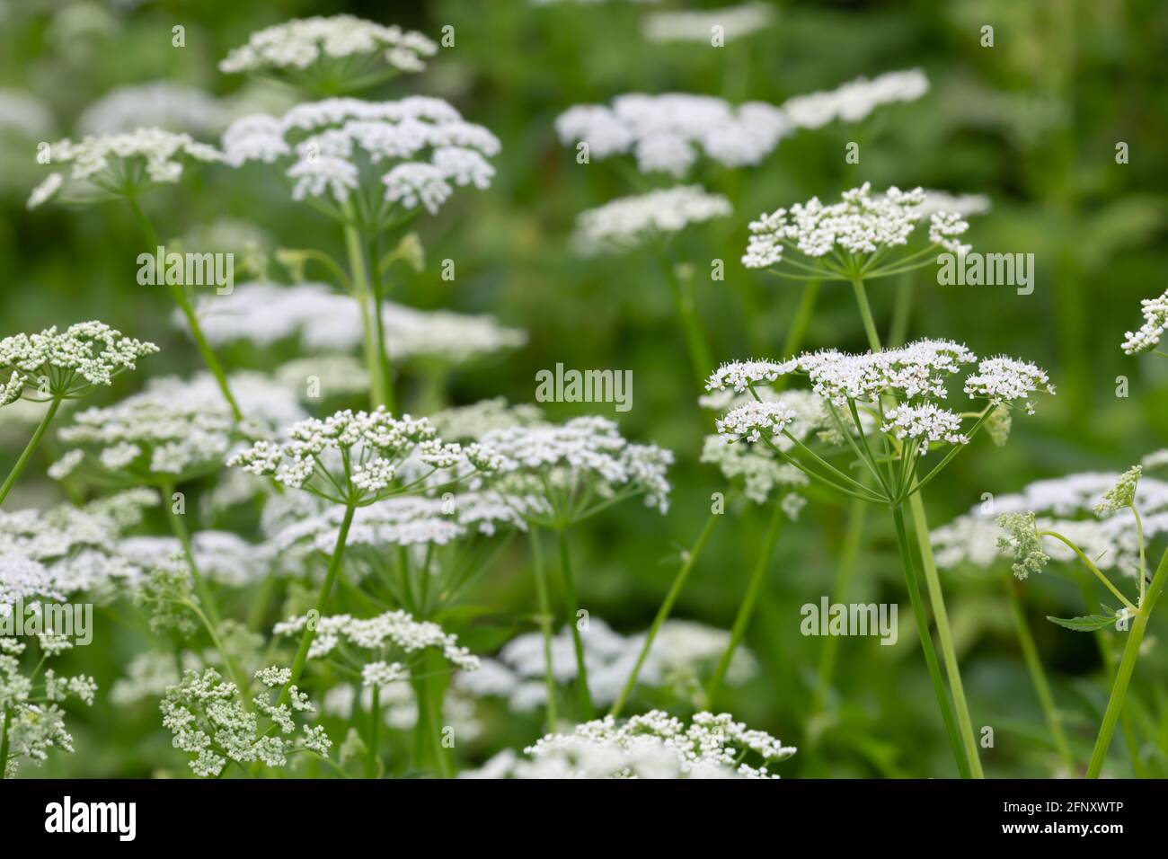 Blooming ground elder, Aegopodium podagraria Stock Photo