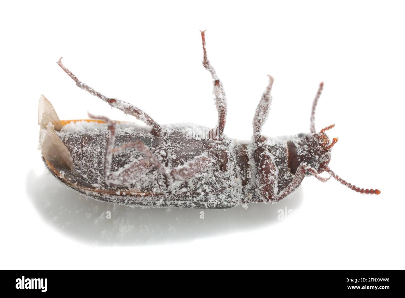 Mealworm beetle, Tenebrio molitor on its back covered in wheat flour