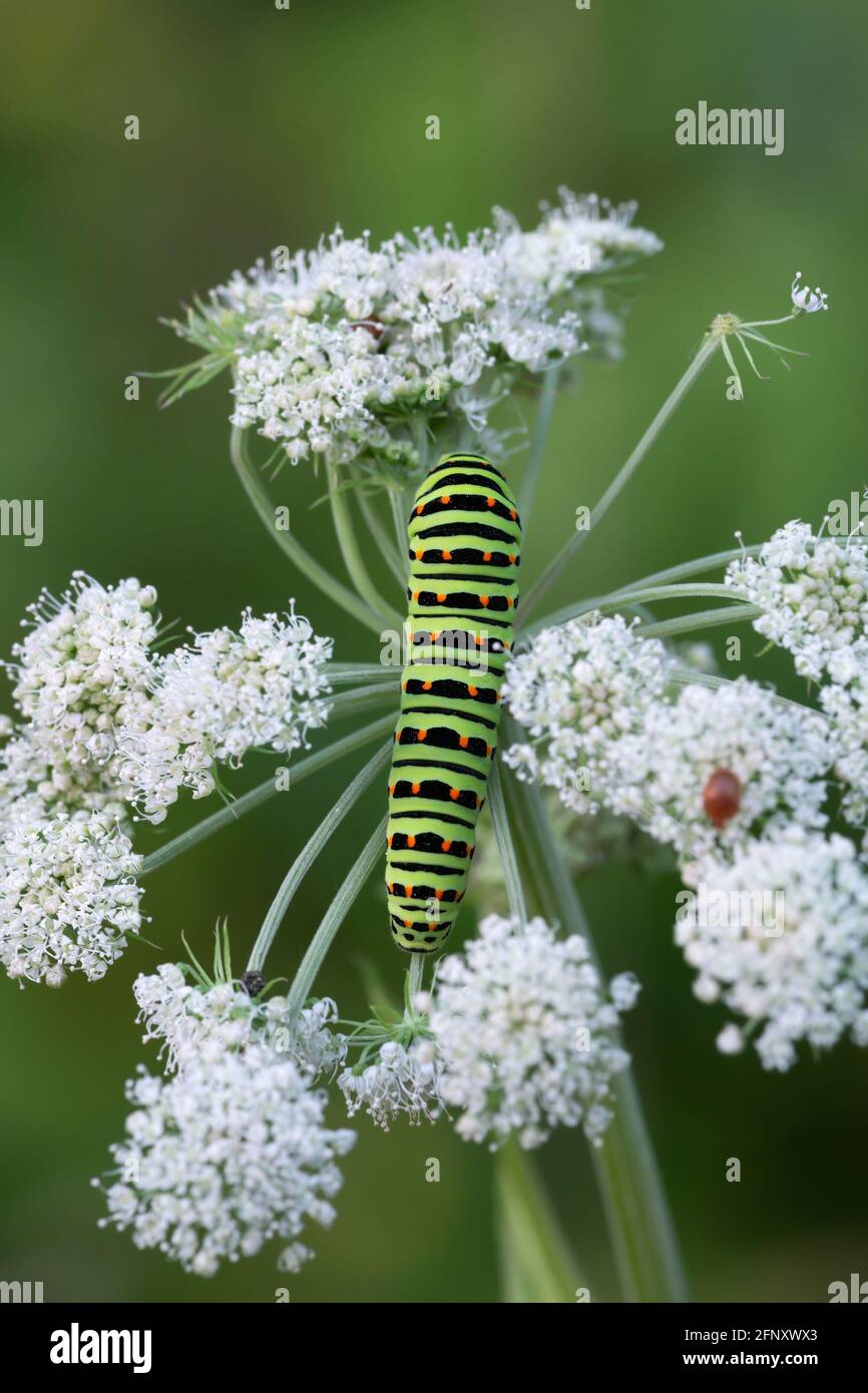 Old world swallowtail, Papilio machanon larva feeding on cow parsley Stock Photo