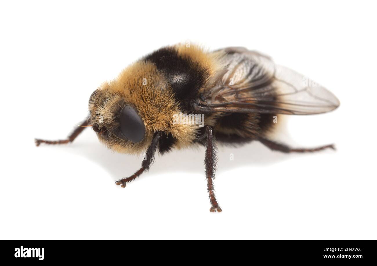 Adult moose nose botfly, Cephenemyia ulrichii isolated on white background. These flies are parasitic on moose and other deers for their larvae and ca Stock Photo