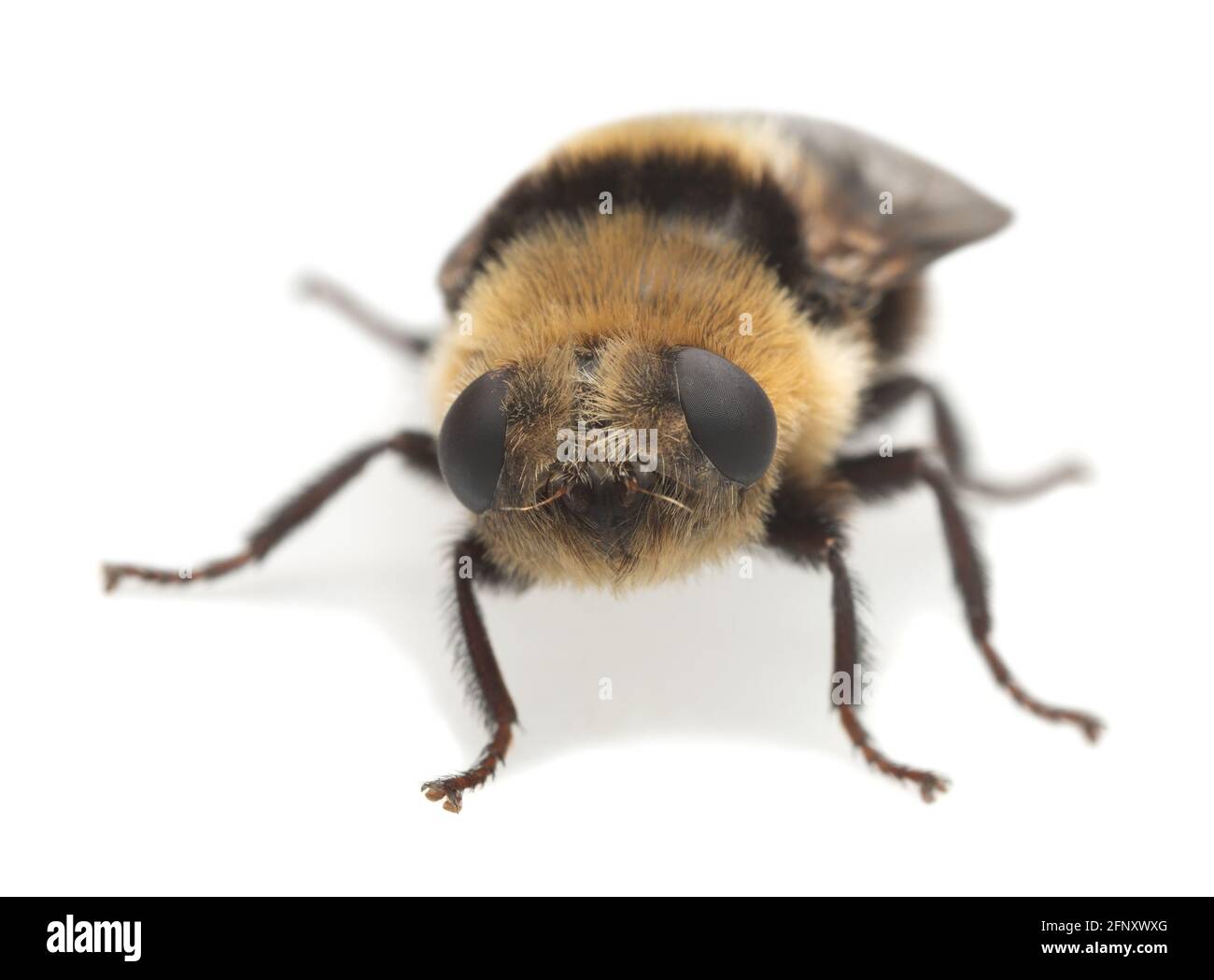 Adult moose nose botfly, Cephenemyia ulrichii isolated on white background. These flies are parasitic on moose and other deers for their larvae and ca Stock Photo