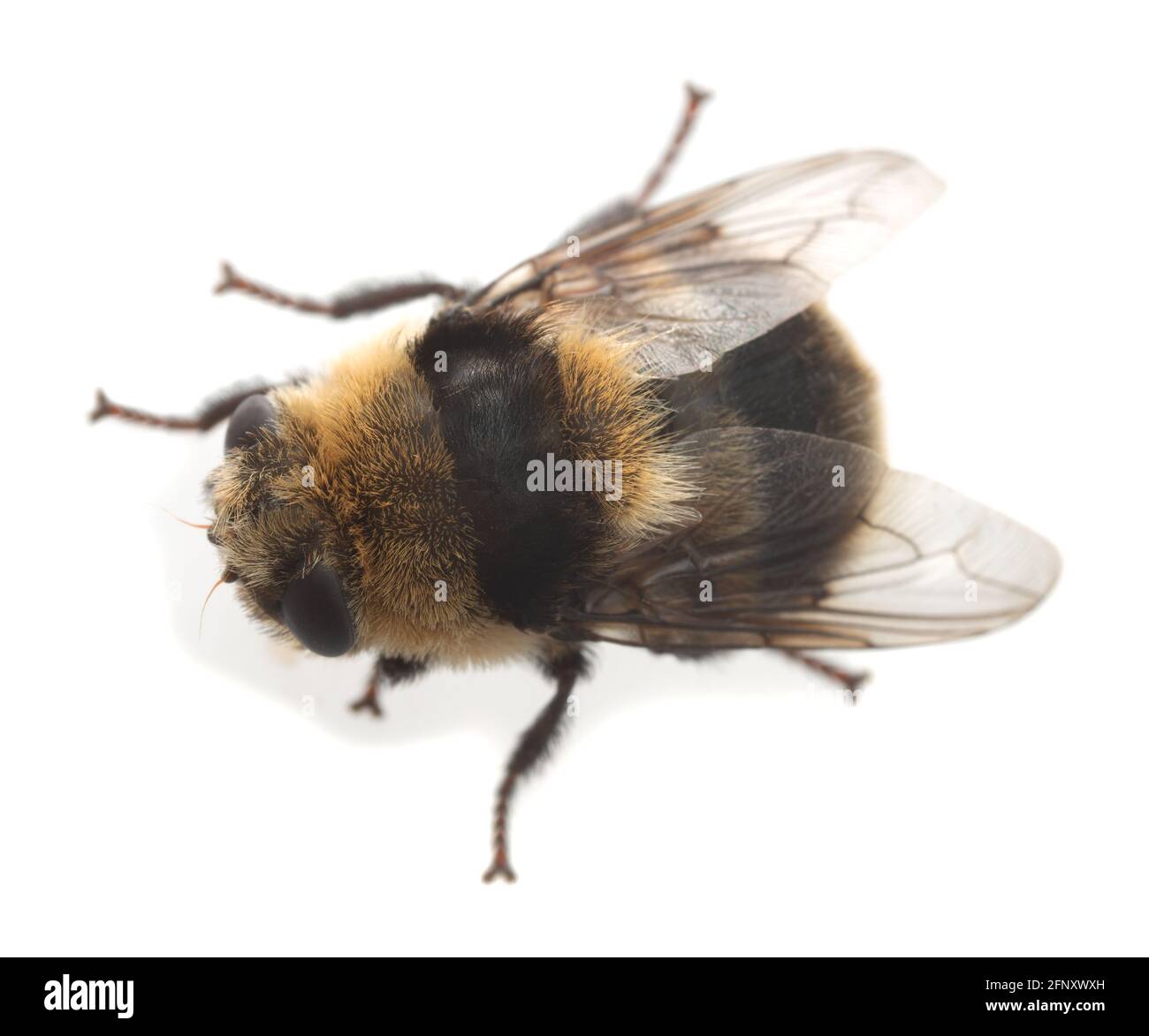 Adult moose nose botfly, Cephenemyia ulrichii isolated on white background. These flies are parasitic on moose and other deers for their larvae and ca Stock Photo