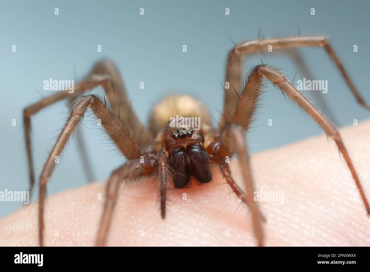 Barn funnel weaver, Tegenaria domestica spider on human skin, this spider can often be found in human homes Stock Photo