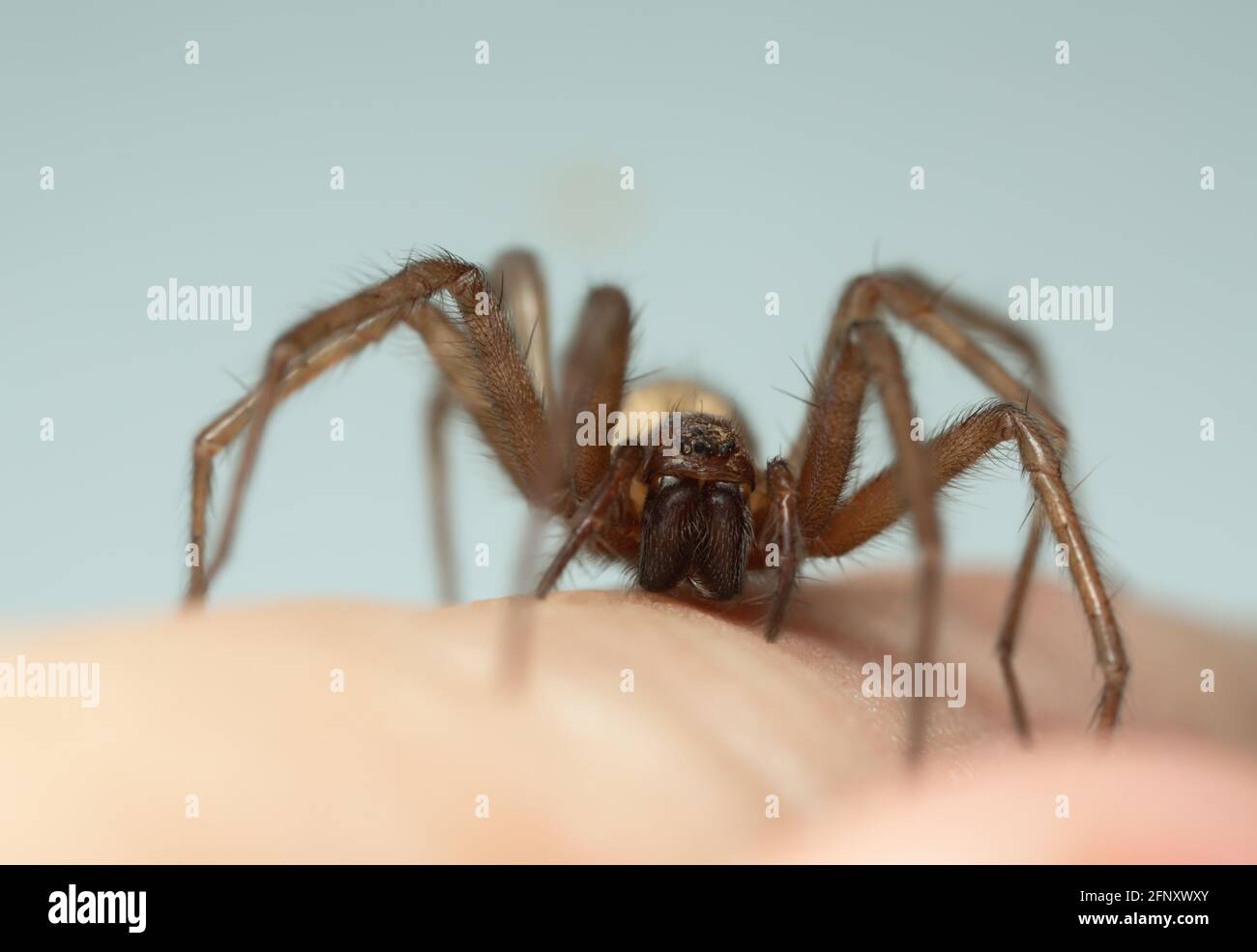 Barn funnel weaver, Tegenaria domestica spider on human skin, this spider can often be found in human homes Stock Photo