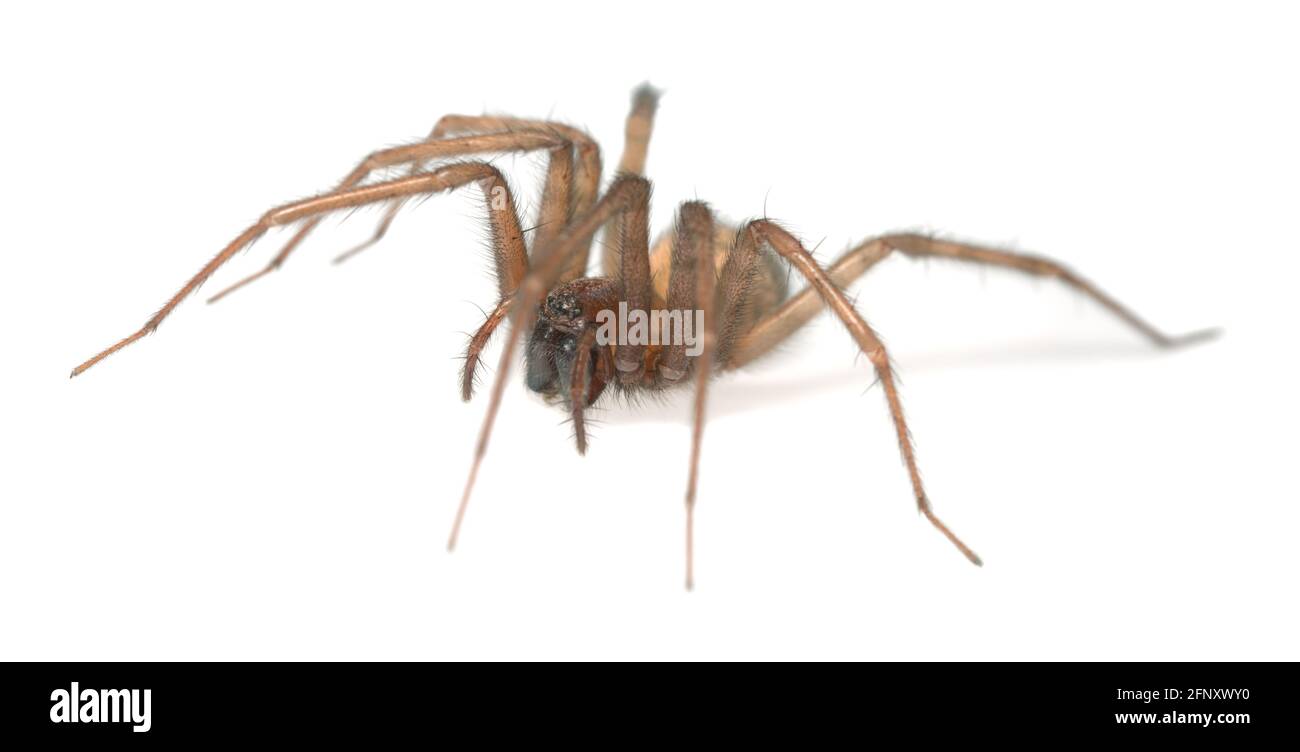 Barn funnel weaver, Tegenaria domestica spider isolated on white background, this spider can often be found in human homes Stock Photo