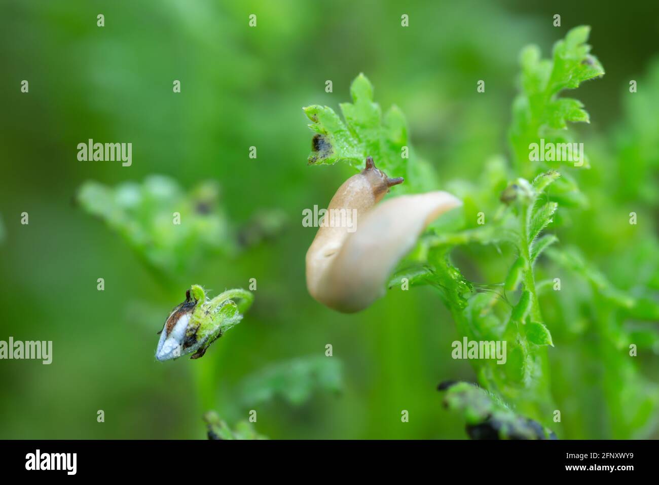 Grey field slug, Deroceras agreste feeding on plant, this slug can be a pest in gardens Stock Photo