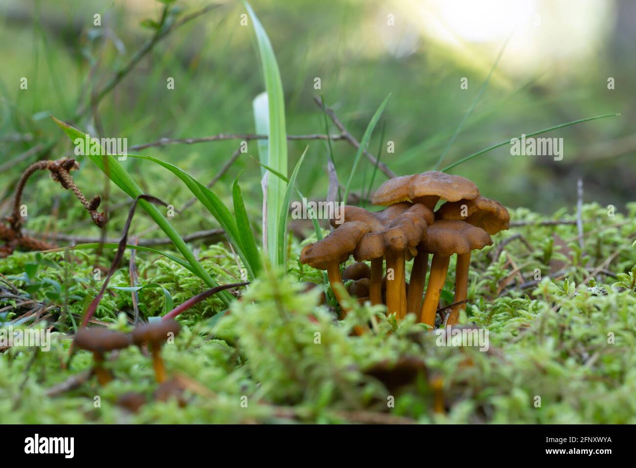 Group of funnel chantrelle, Craterellus tubaeformis growing among moss Stock Photo