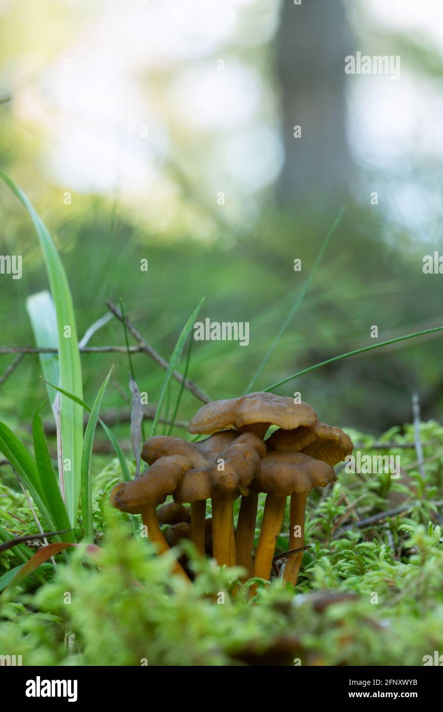 Group of funnel chantrelle, Craterellus tubaeformis growing among moss Stock Photo