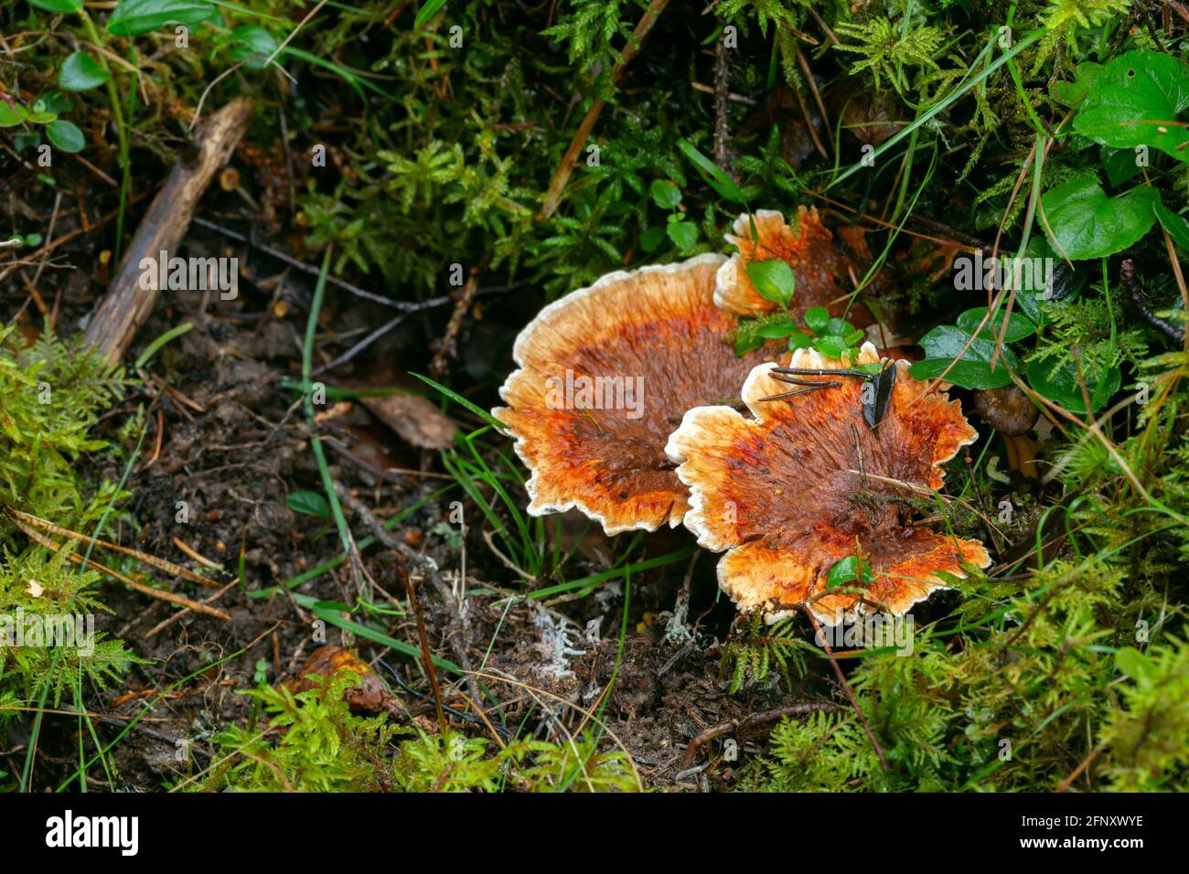 Orange spine, Hydnellum aurantiacum growing in natural environment Stock Photo