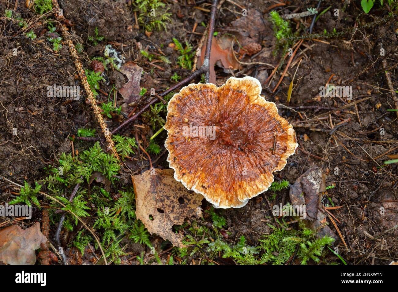 Orange spine, Hydnellum aurantiacum growing in natural environment Stock Photo