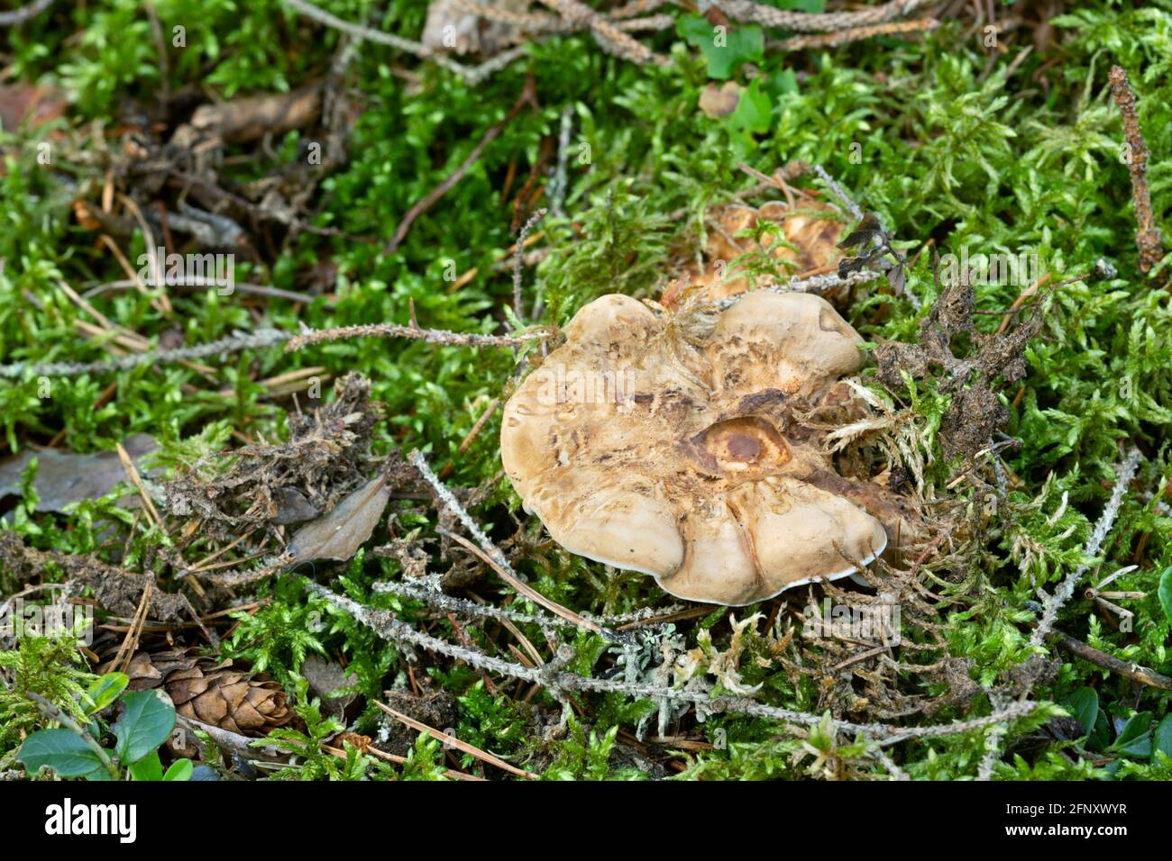 Tooth fungus, Sarcodon fennicus growing among moss Stock Photo