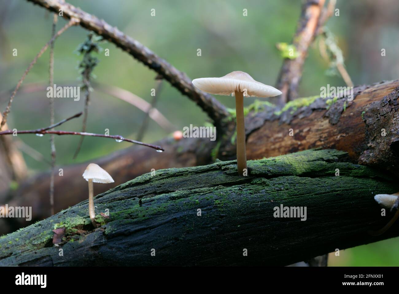 Closeup of mushroom growing on wood Stock Photo - Alamy