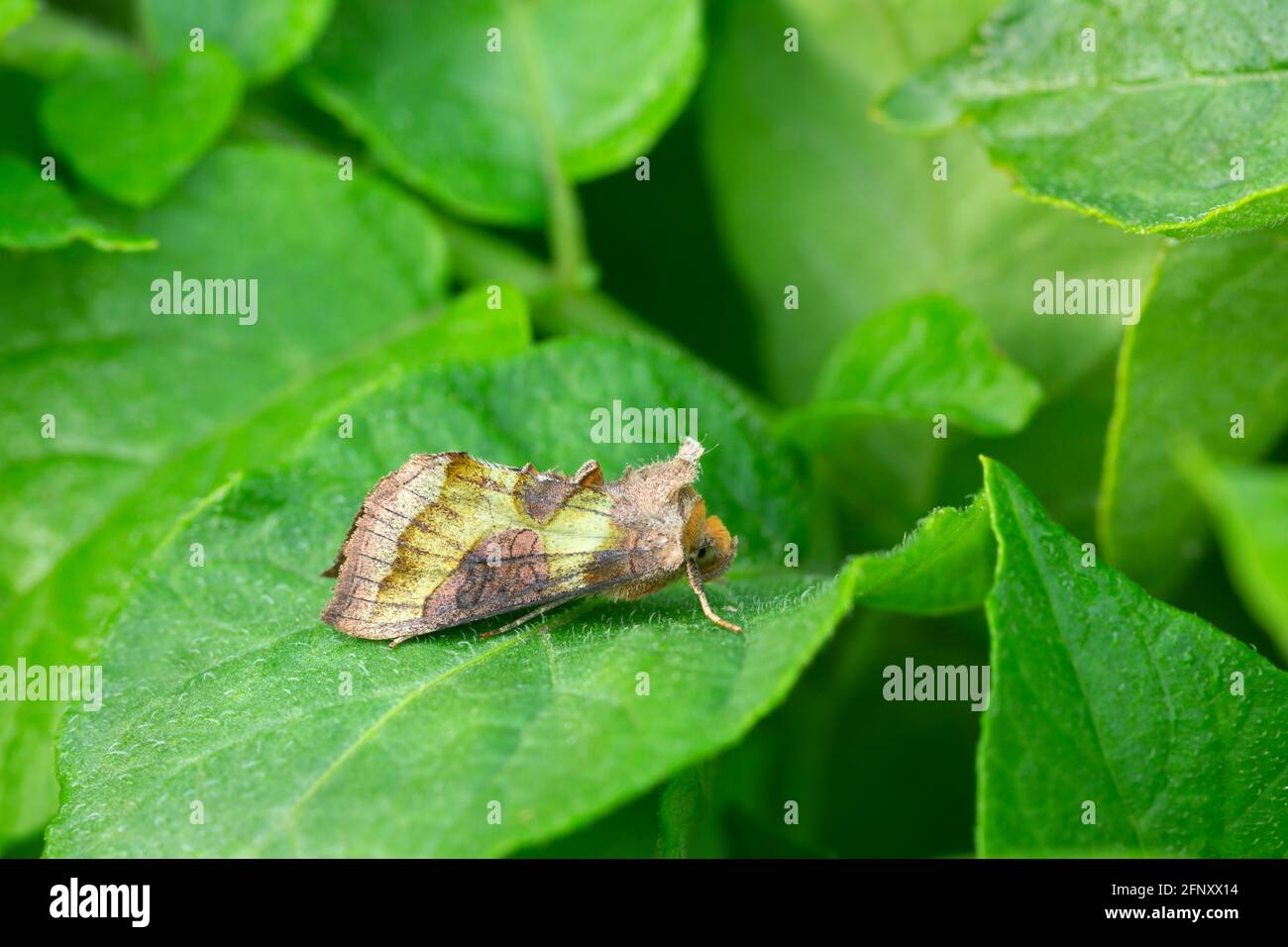 Diachrysia moth resting on leaf Stock Photo