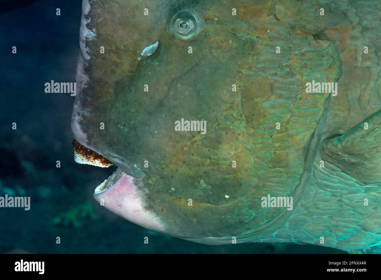 Green Humphead Parrotfish, Bolbometopon muricatum. Close up of head, face, mouth & teeth. Also known as Bumphead Parrotfish.Tulamben, Bali, Indonesia Stock Photo