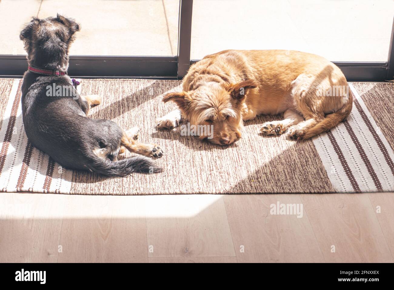 Horizontal photograph of golden dog and black dog resting on a brown carpet sunbathing by a window. Stock Photo