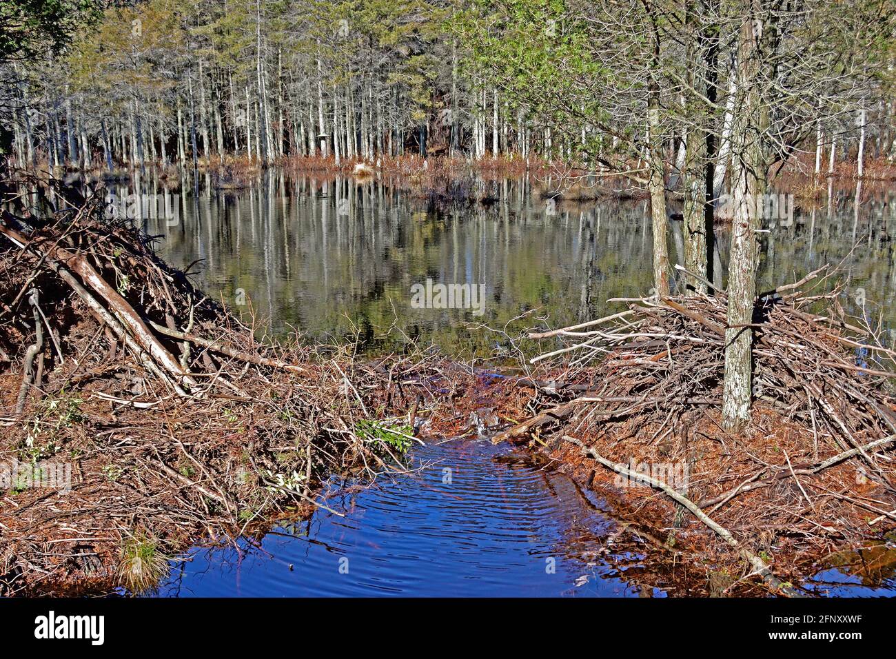 A popular destination in the New Jersey Pine Barrens, Pakim Pond is