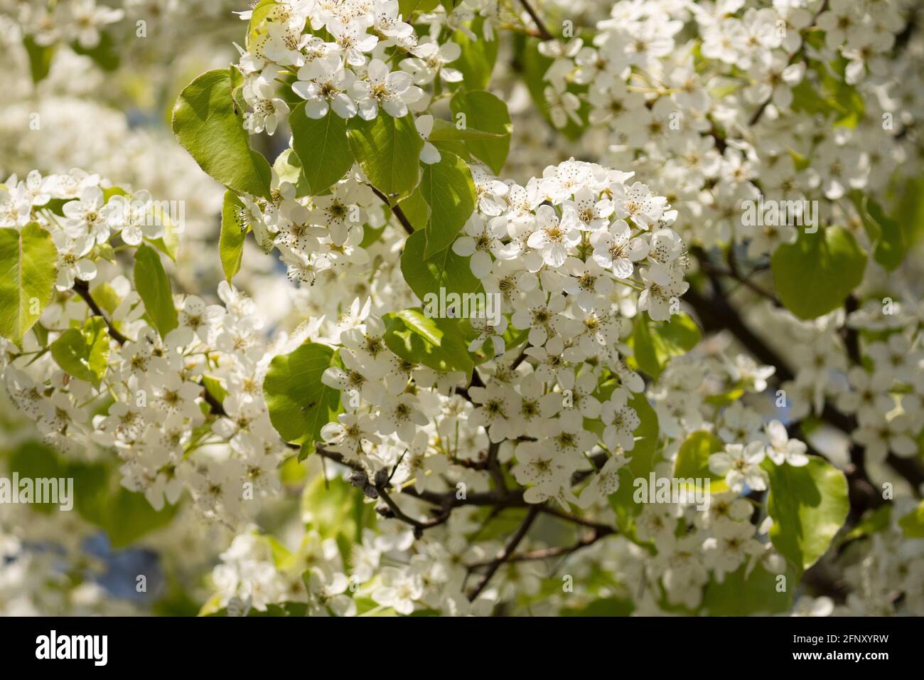 White Crabapple tree close-up blooming in Spring, Flowering Malus Stock Photo