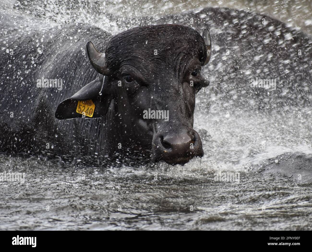 Buffalo in the Central Institute for Buffalo Research (CIBR), Haryana, India. Stock Photo
