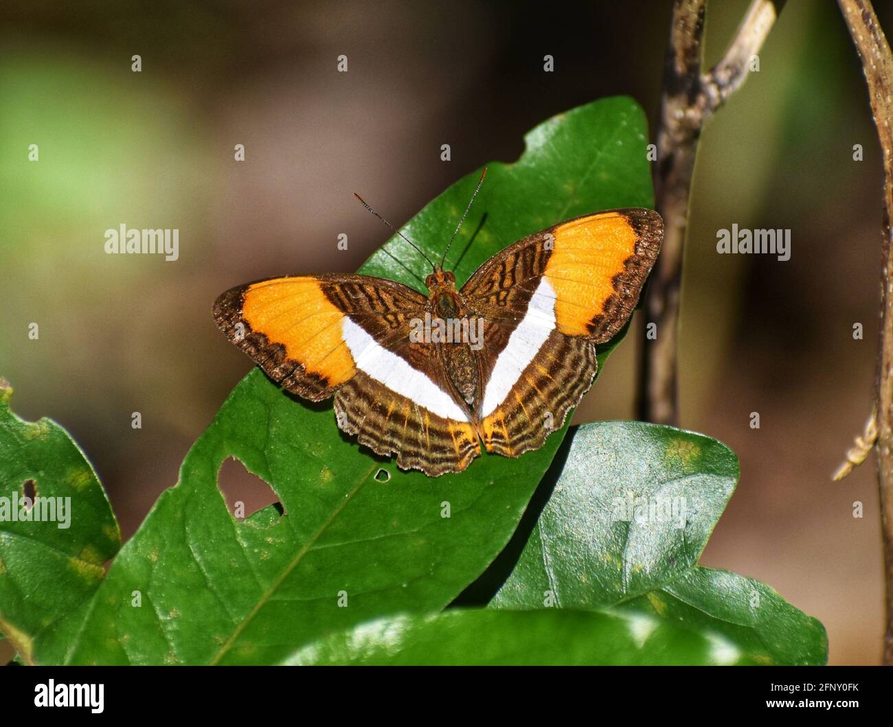 Adelpha cytherea, commonly known as the smooth banded sister butterfly, seen in the Tabaquite forest during the 8th annual Bioblitz in Trinidad. Stock Photo
