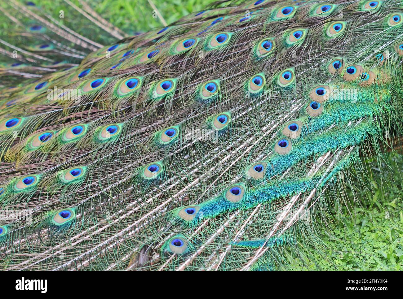 Peacock's tail Stock Photo