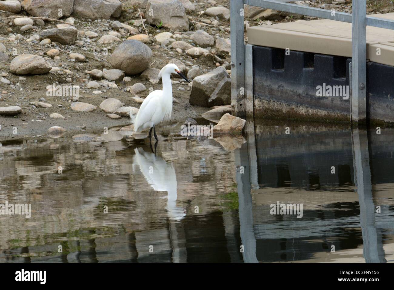 Snowy egret bird or Egretta thula wading at lake edge with rocky shore near dock Stock Photo