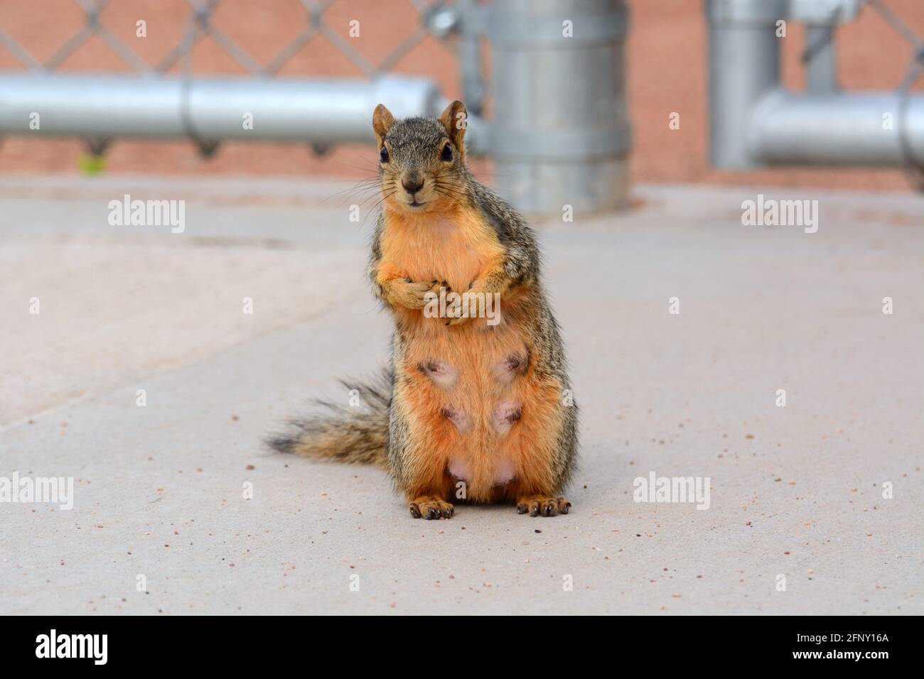 Curious pregnant red fox squirrel with teats standing up and watching events near her Stock Photo