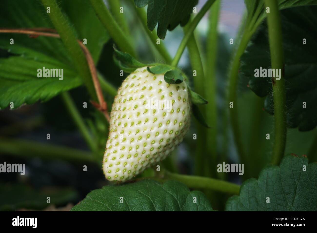 Strawberry Plant Growth In The Garden Stock Photo - Alamy