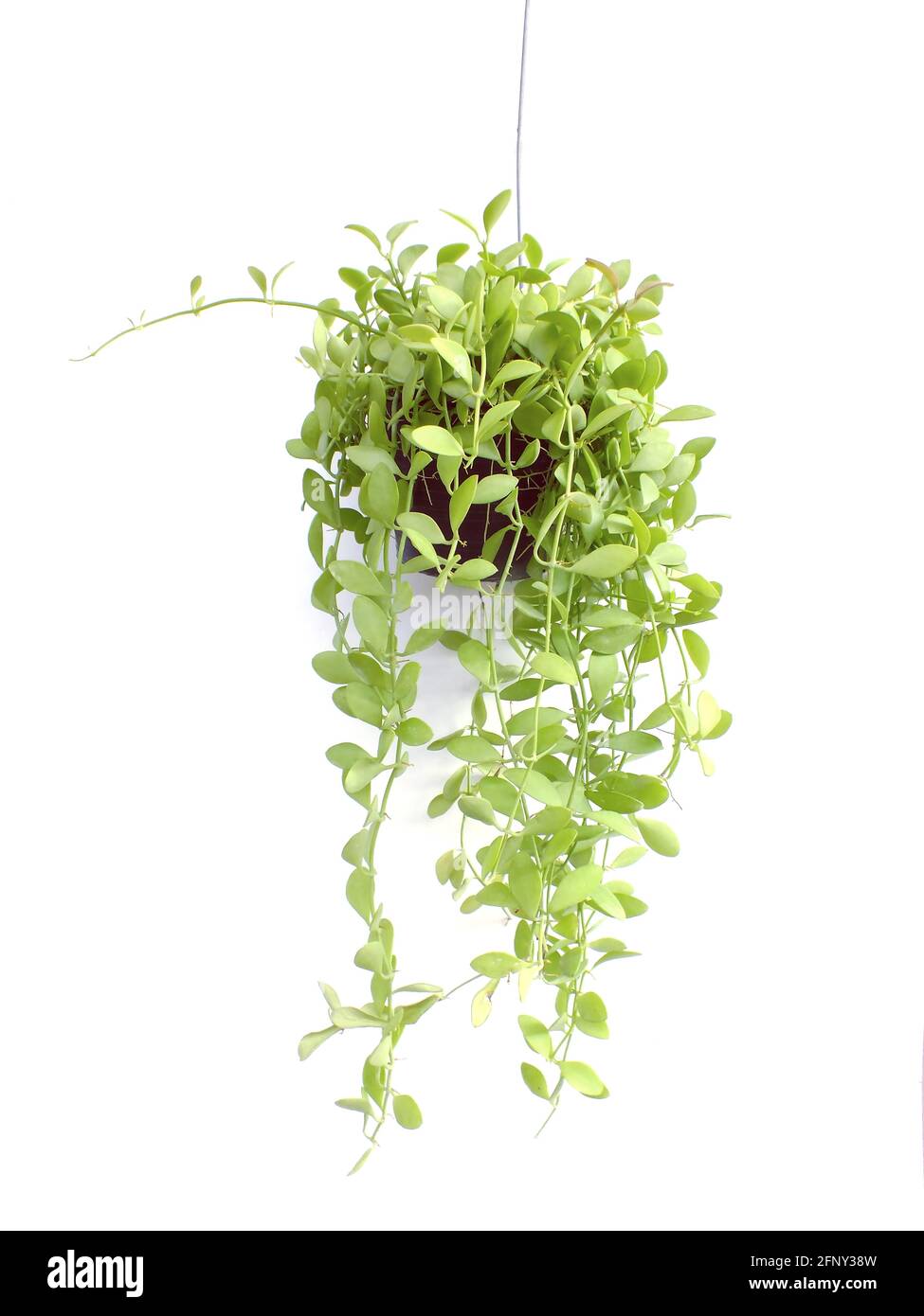Green plant Hanging isolated on white background Stock Photo - Alamy