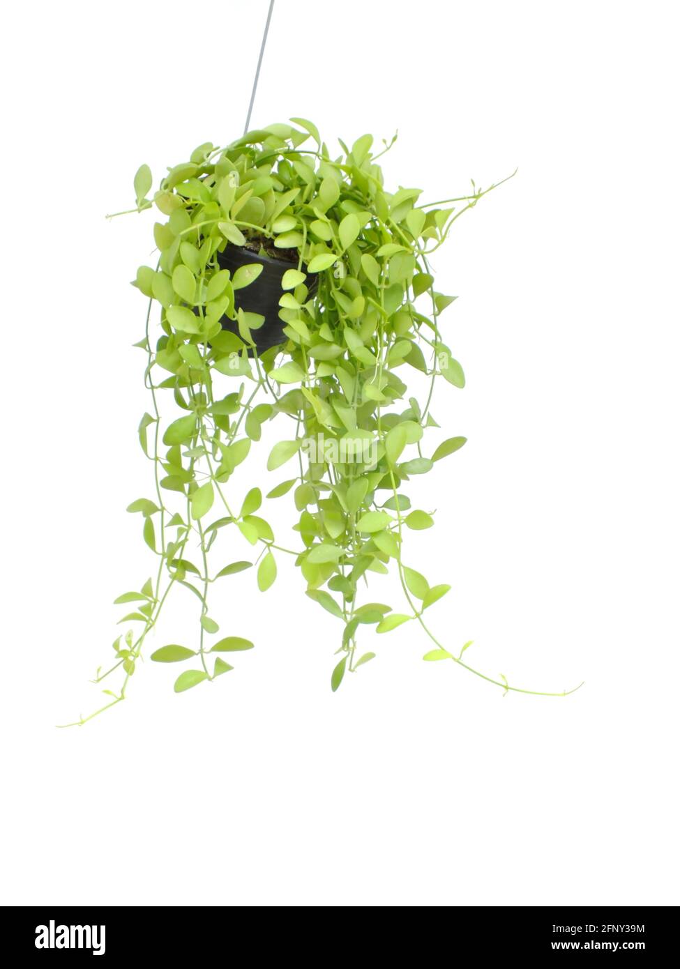 Green plant Hanging isolated on white background Stock Photo - Alamy