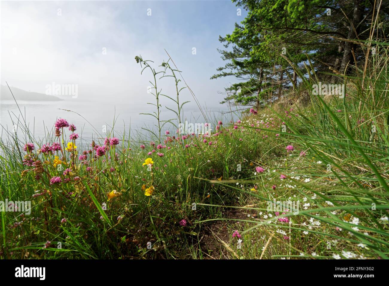 Spring wildflowers on shore of Saddlebag Island, Saddlebag Island Marine State Park, Washington, USA Stock Photo