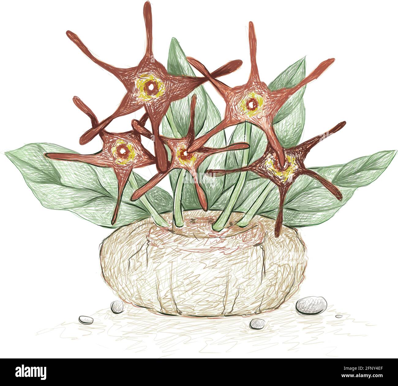 Illustration Hand Drawn Sketch of Brachystelma Barbarea Plant. A Succulent Plants for Garden Decoration. Stock Vector