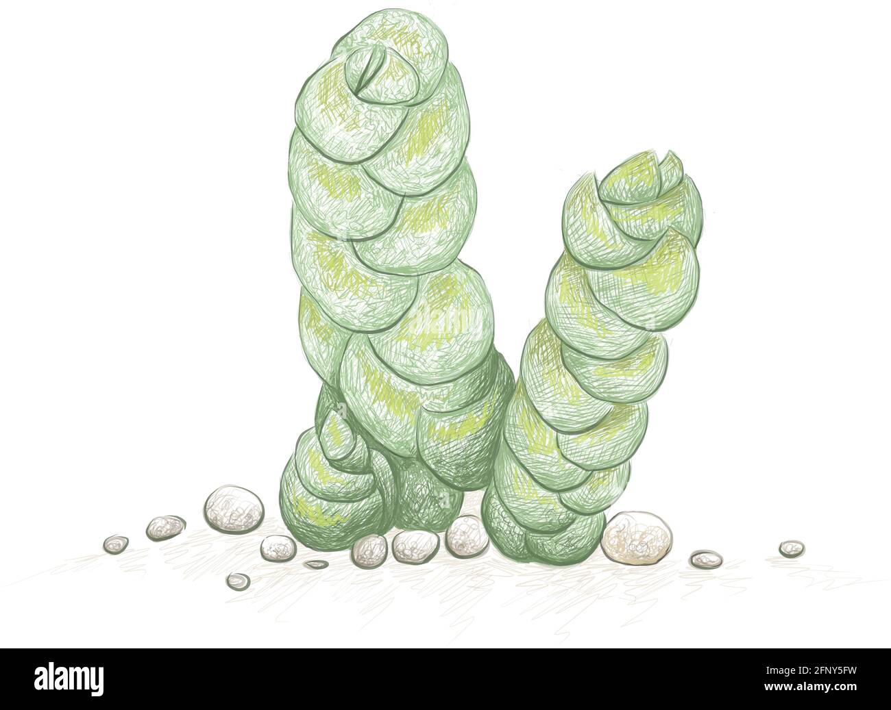 Illustration Hand Drawn Sketch of Crassula Plegmatoides Succulents Plant. A Succulent Plants for Garden Decoration. Stock Vector