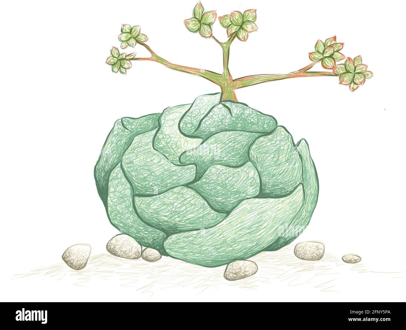 Illustration Hand Drawn Sketch of Crassula Alstonii Succulents Plant. A Succulent Plants for Garden Decoration. Stock Vector