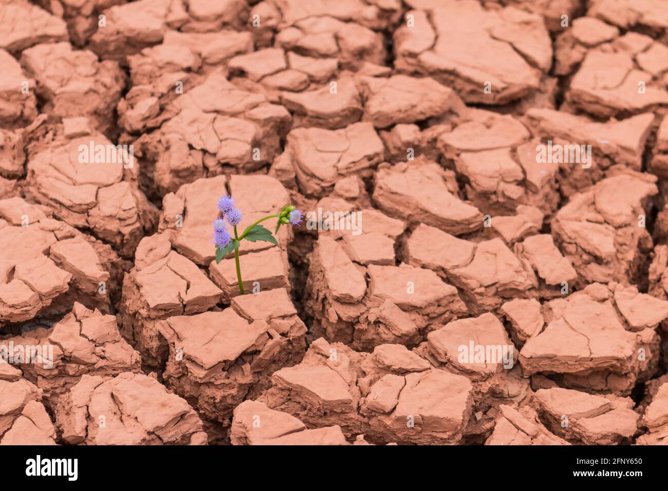 Flower growing out of cracks in the earth background Stock Photo Alamy