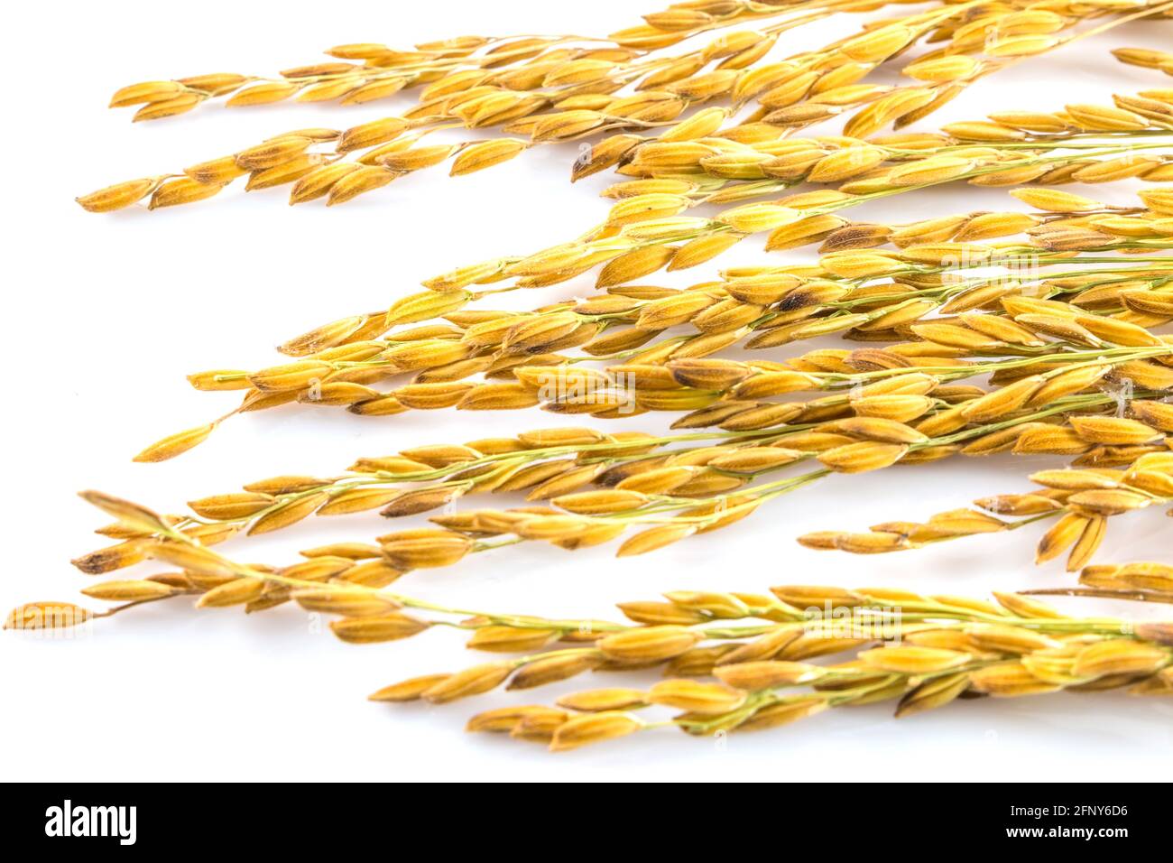 Paddy rice isolated on white background Stock Photo