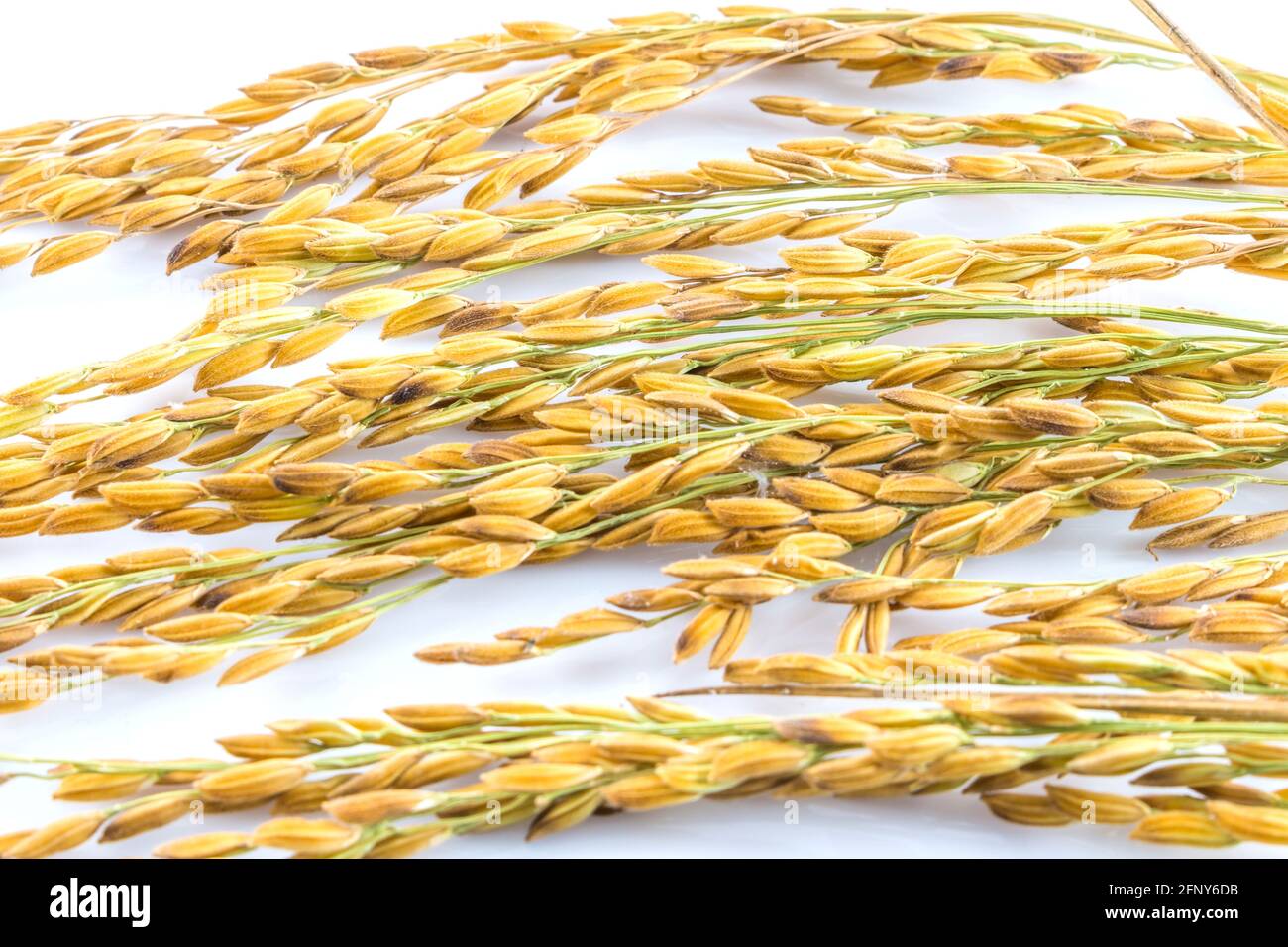 Paddy Rice Color Paddy rice isolated on white background Stock Photo - Alamy