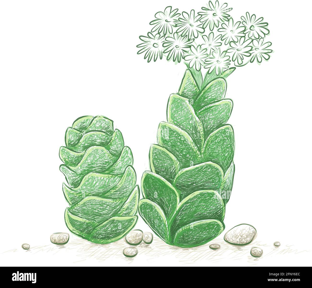 Illustration Hand Drawn Sketch of Crassula Barklyi or Rattlesnake Tail Succulents Plant. A Succulent Plants for Garden Decoration. Stock Vector