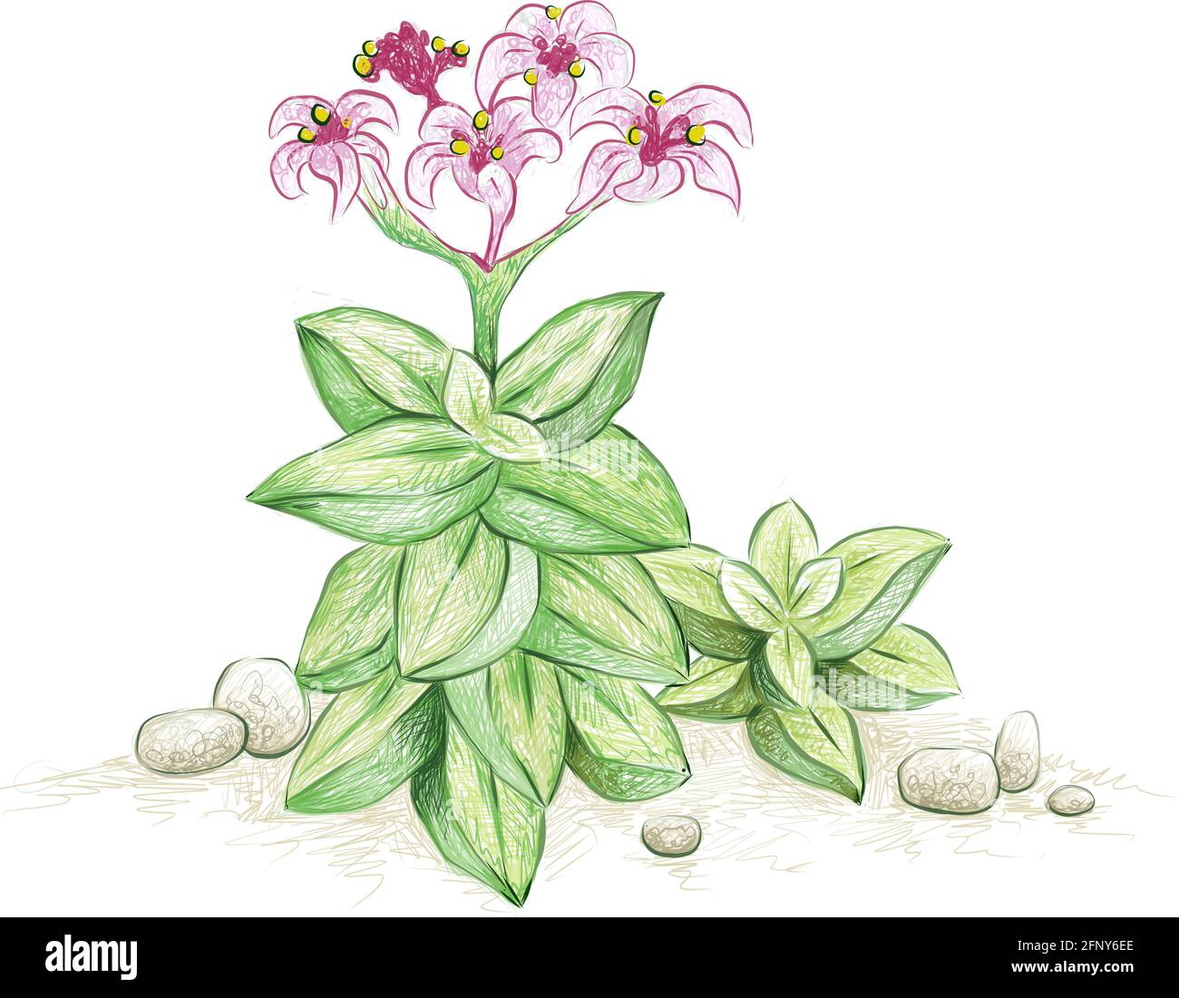 Illustration Hand Drawn Sketch of Crassula Springtime with Pink Flowers. A Succulent Plants for Garden Decoration. Stock Vector