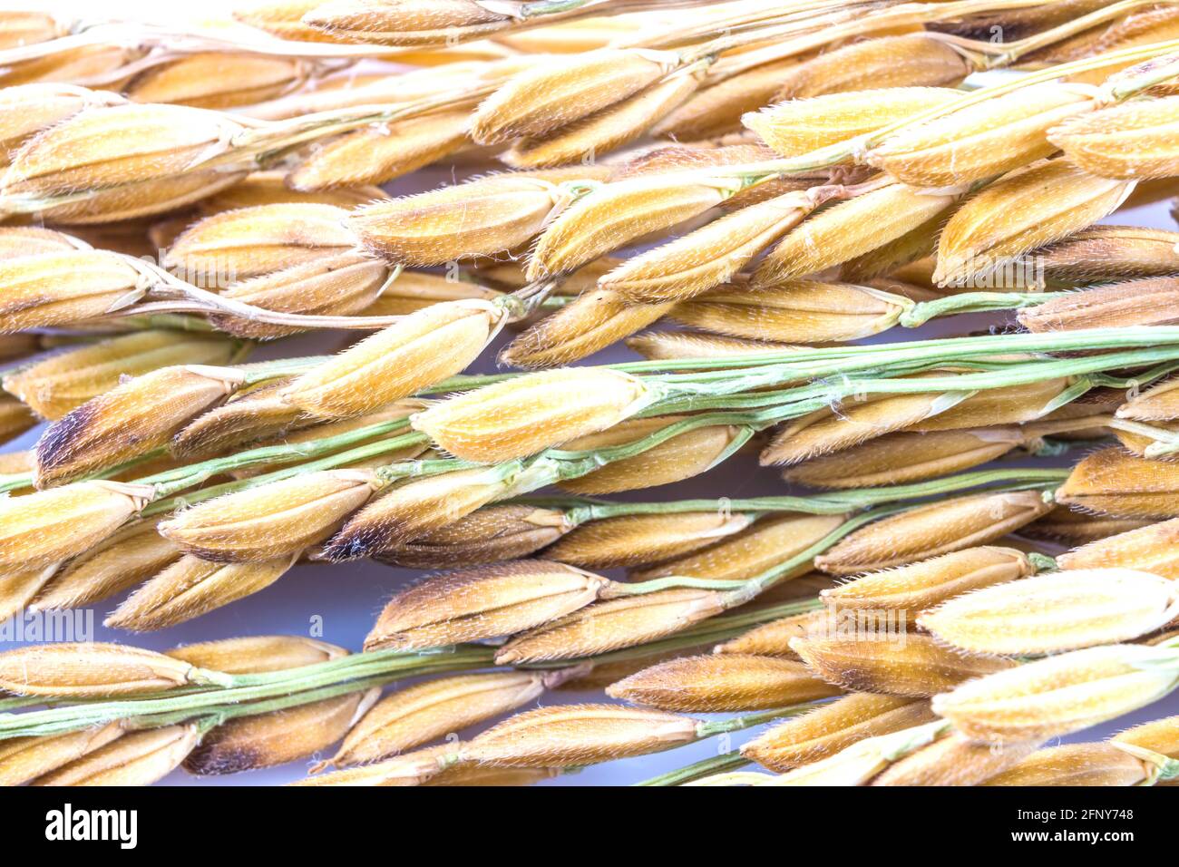 Close up paddy rice isolated on white background Stock Photo - Alamy