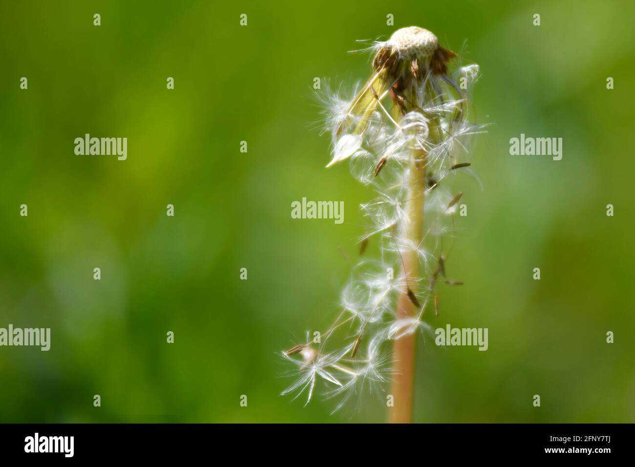 dandelion seeds flying away Stock Photo