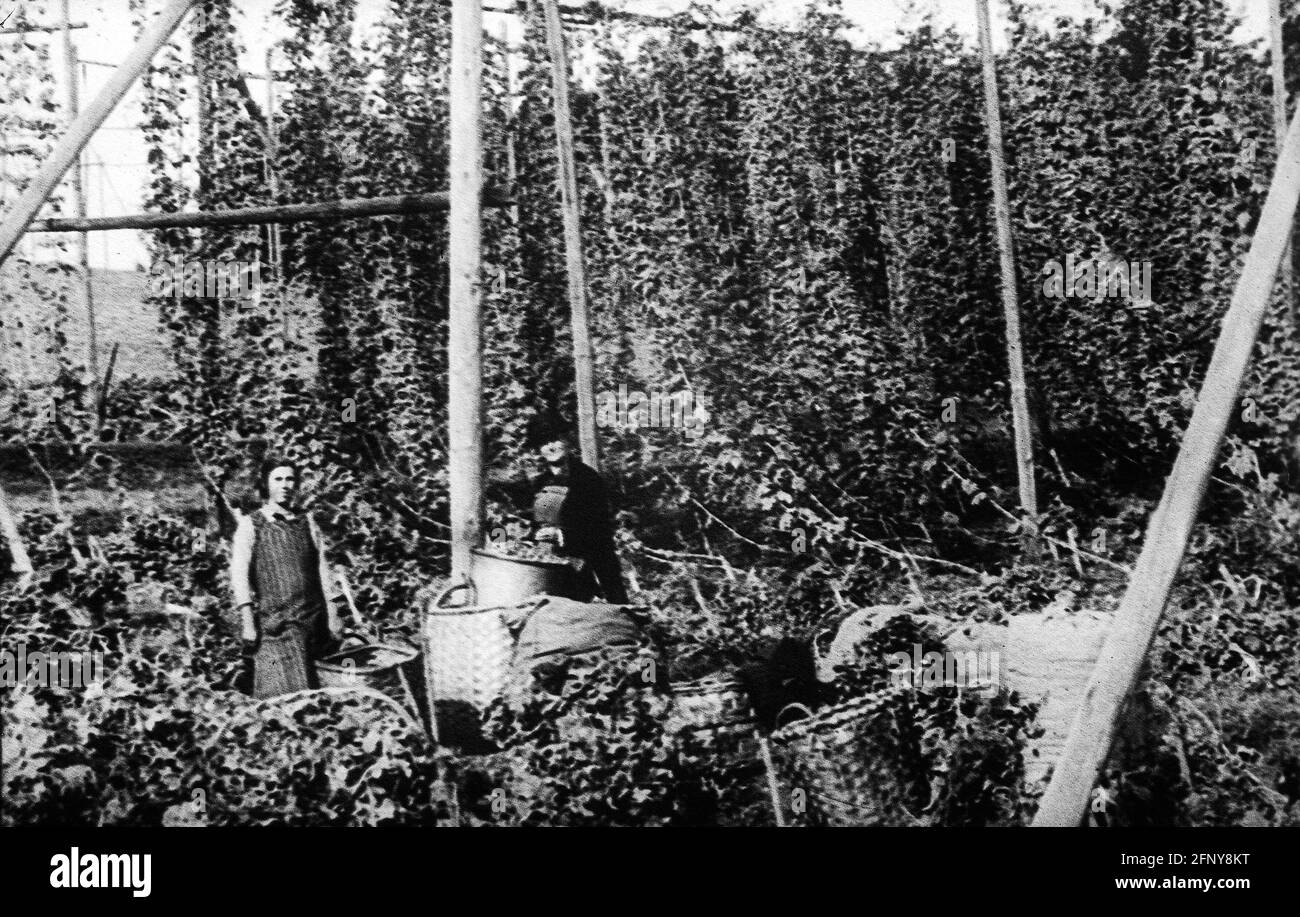 agriculture, hops, hop cultivation in Hallertau, farmers harvesting, Bavaria, 1930s, ADDITIONAL-RIGHTS-CLEARANCE-INFO-NOT-AVAILABLE Stock Photo