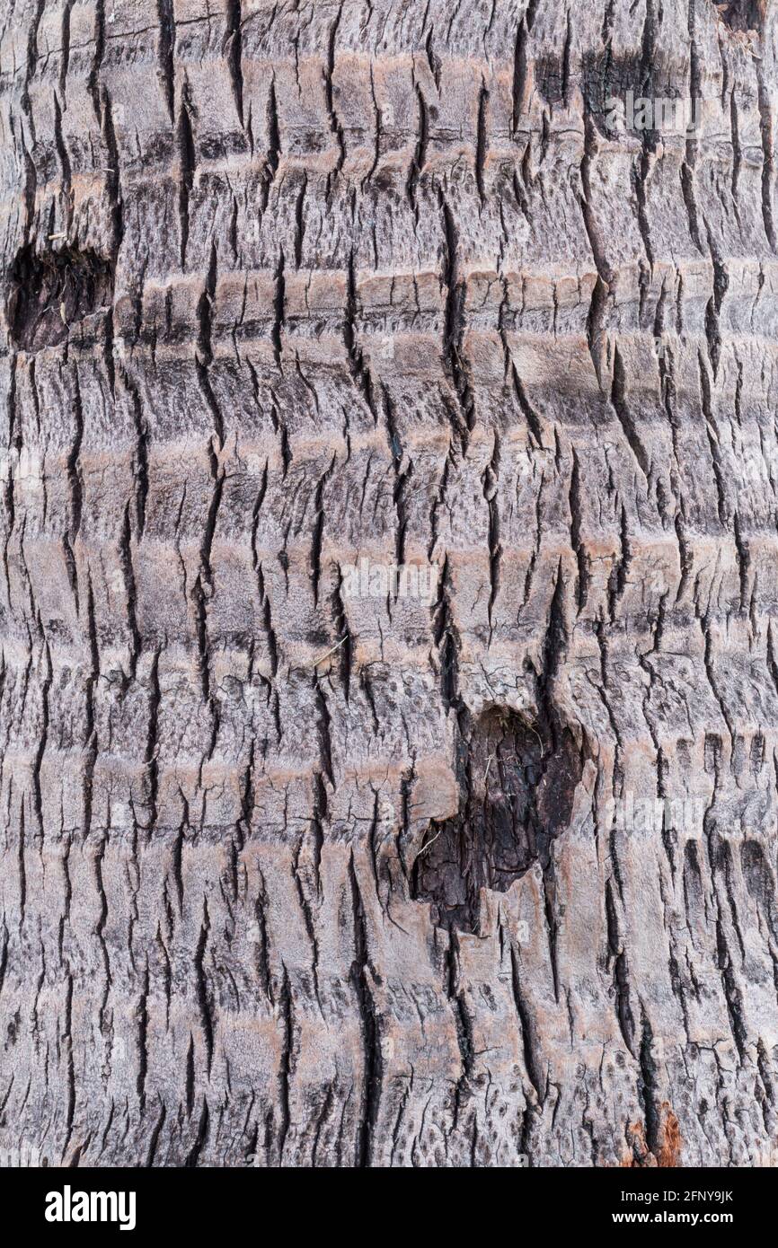 Coconut tree trunk texture Stock Photo - Alamy